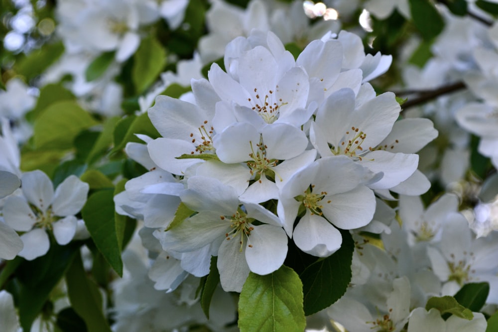 ein Strauß weißer Blumen, die auf einem Baum sind