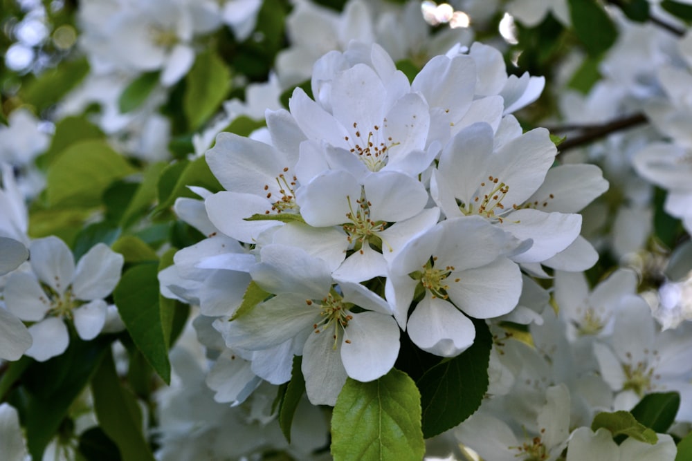 a bunch of white flowers that are on a tree