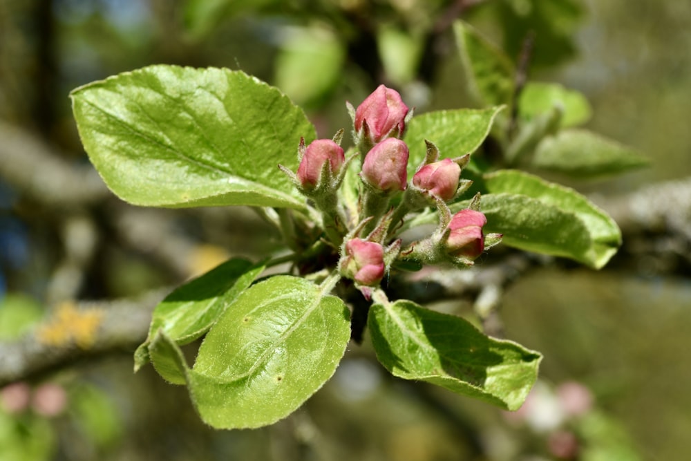 a branch of an apple tree with pink flowers