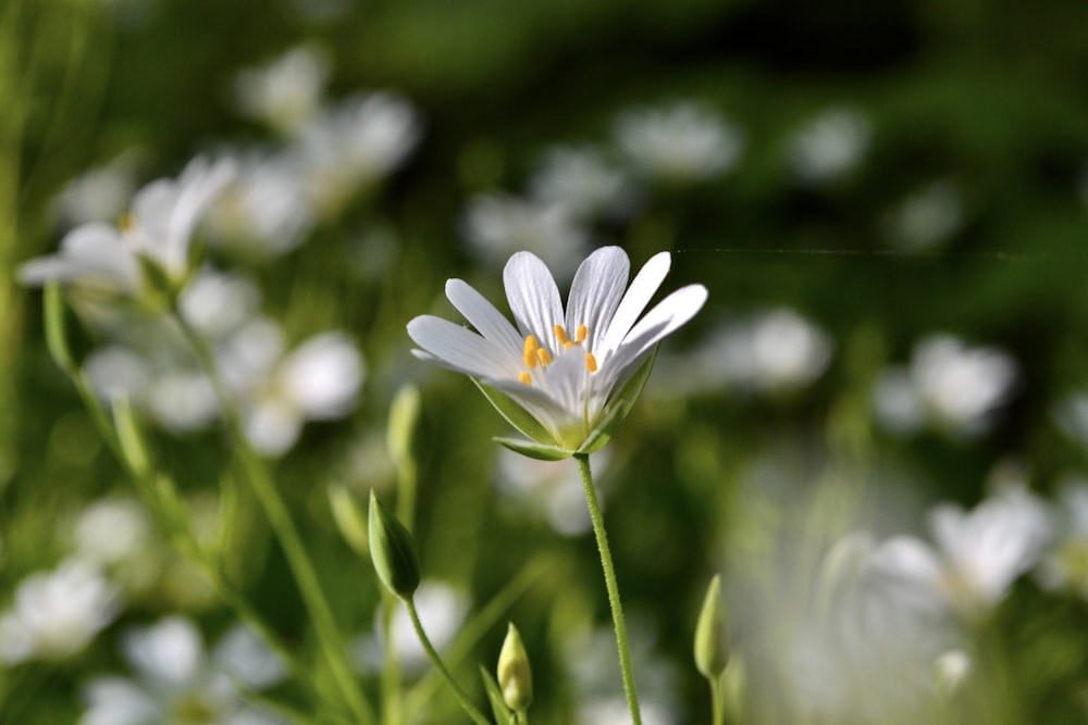 a close up of a white flower in a field