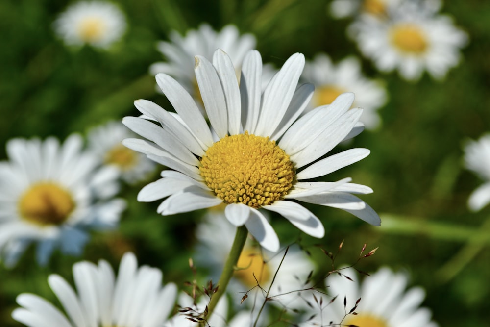 a bunch of white and yellow flowers in a field