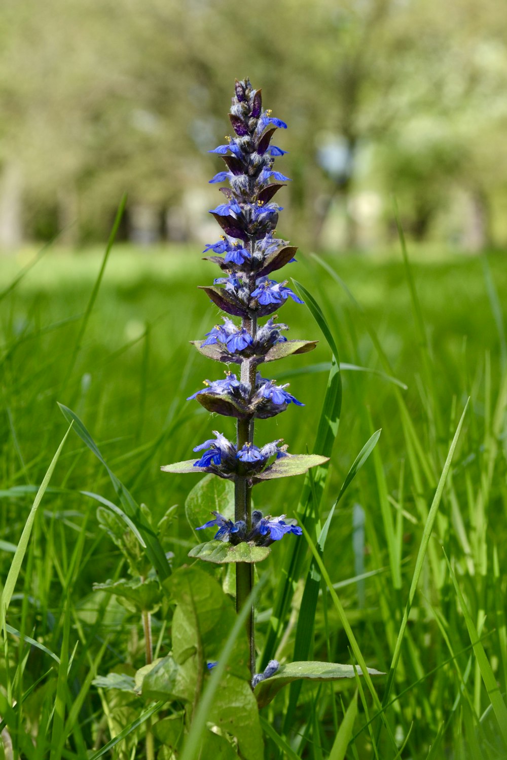 a tall purple flower sitting in the middle of a lush green field