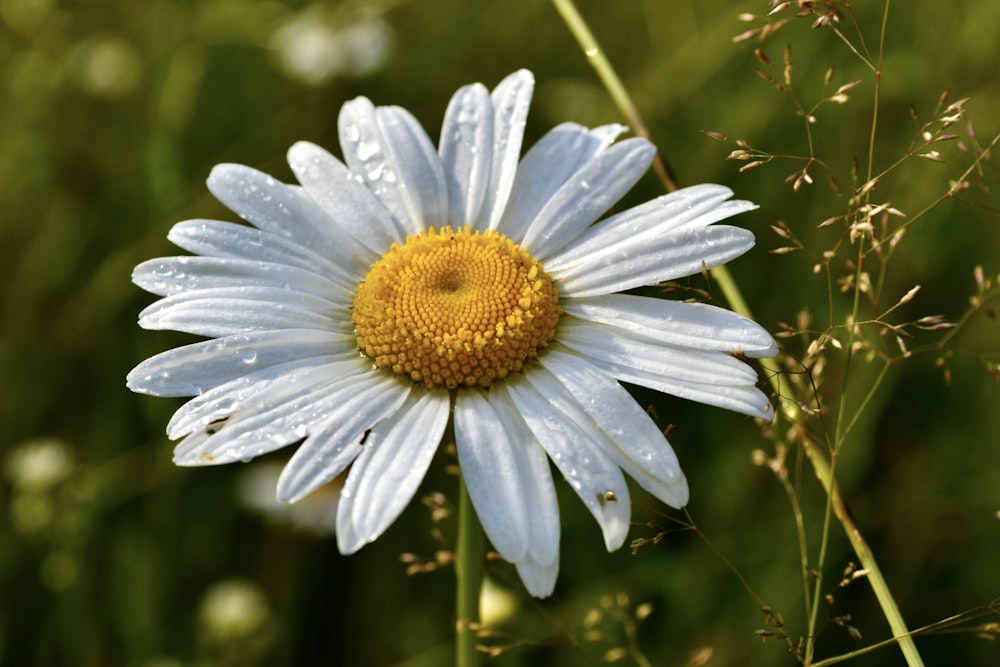 a close up of a flower with water droplets on it