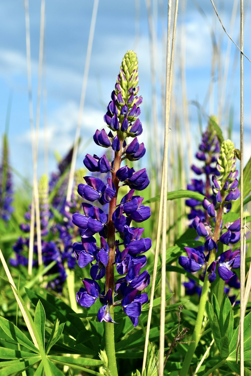 a field of purple flowers with tall grass in the background