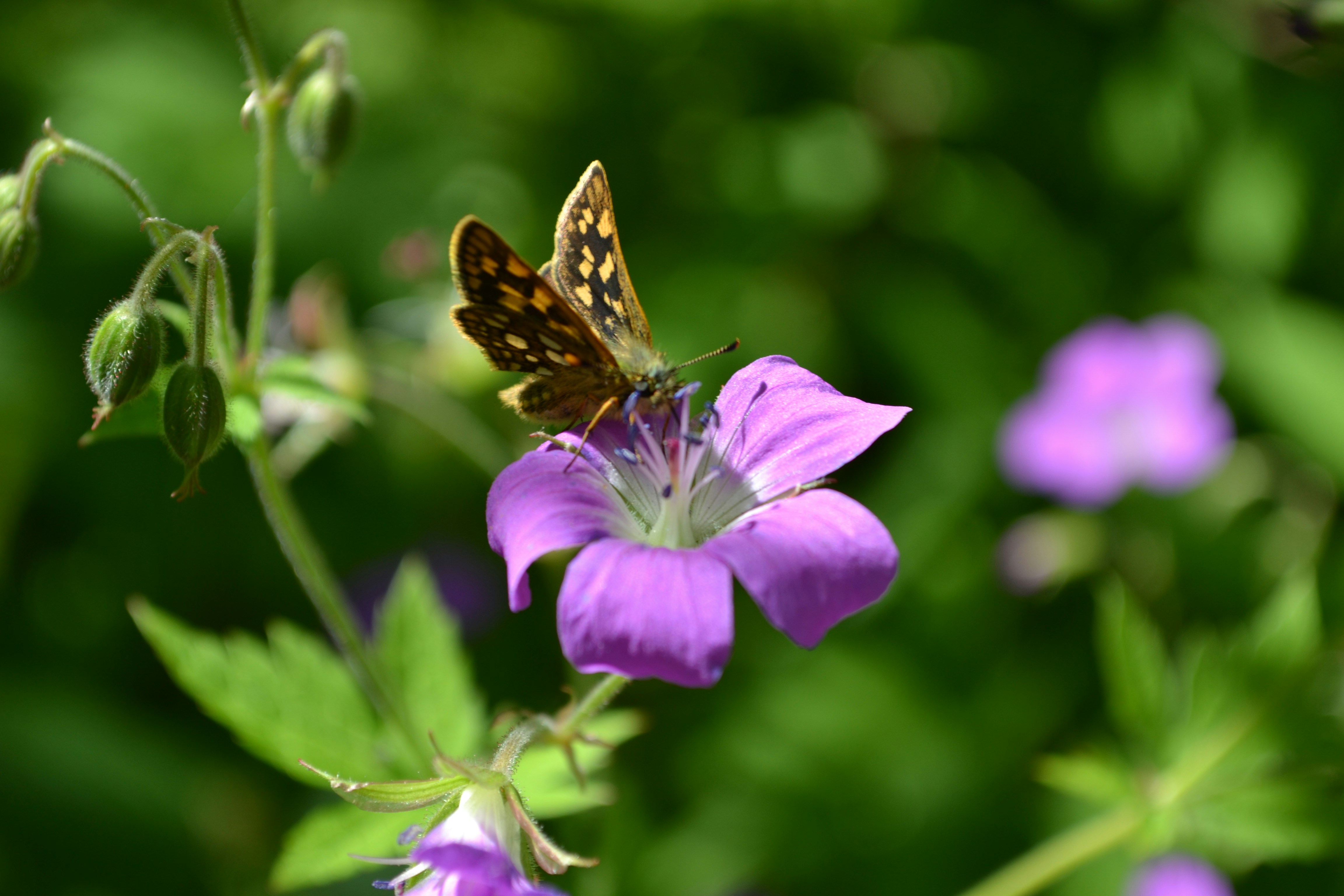 Photo by evgenslavin