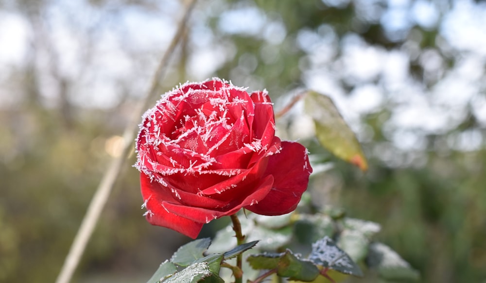 a red rose with frost on its petals