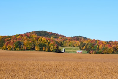 Freshly harvested golden crops stacked beside a rustic barn.