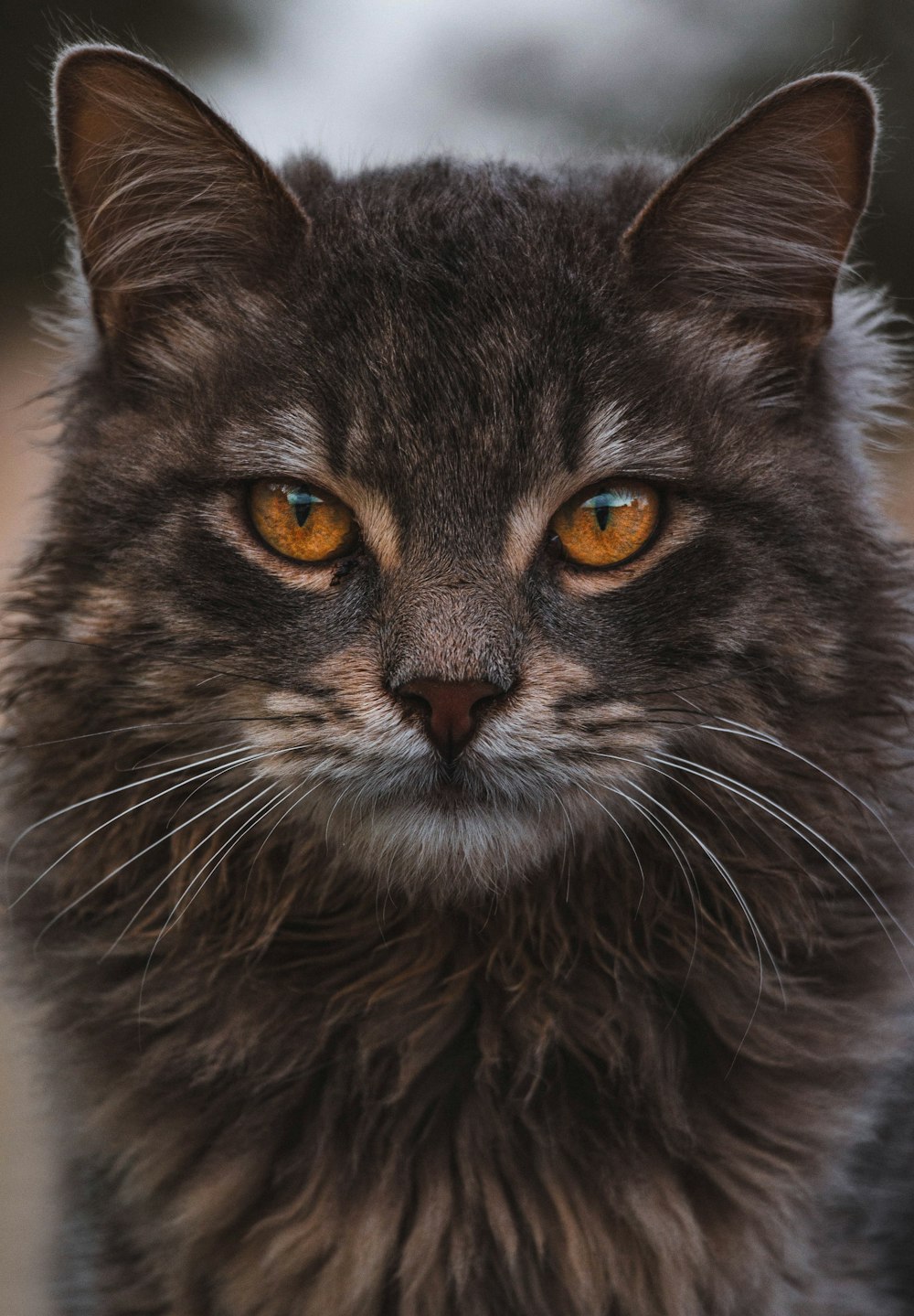 a close up of a cat with yellow eyes