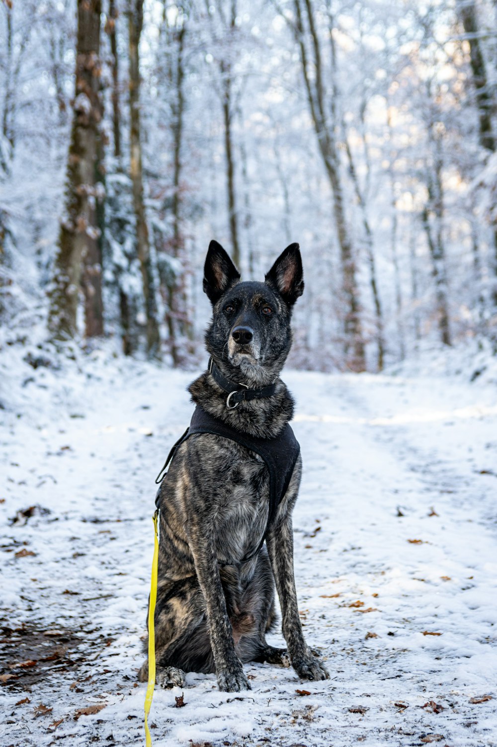 a dog sitting in the snow in the woods