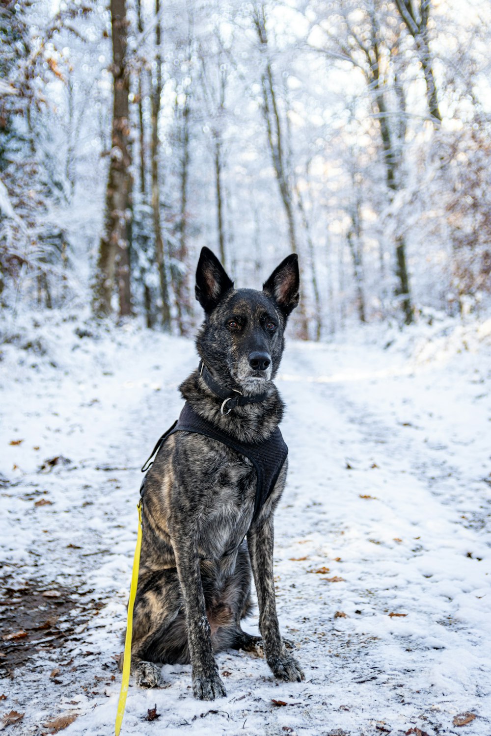 a dog sitting in the snow in the woods