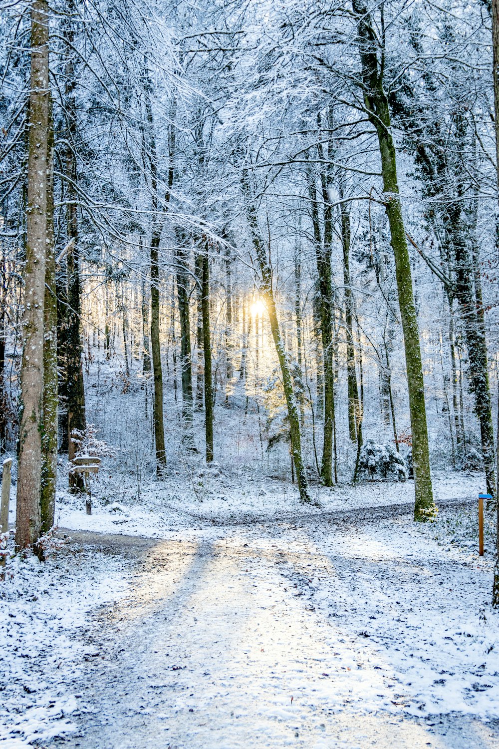 a snow covered road in a forest with trees