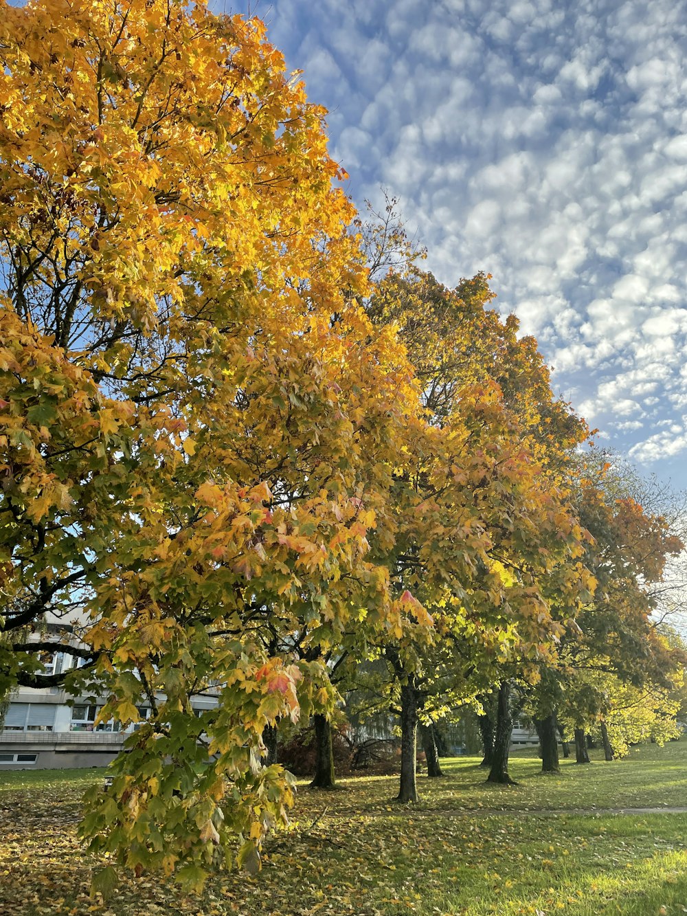 a group of trees that are in the grass