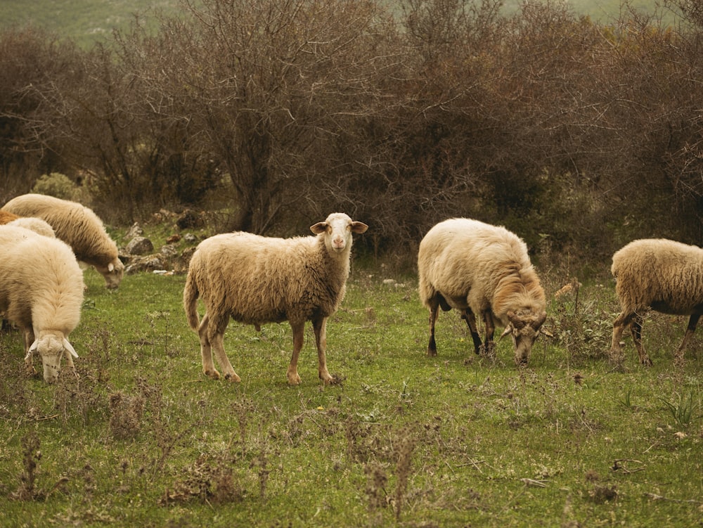 a herd of sheep grazing on a lush green field