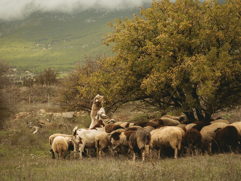 a man is herding sheep in a field