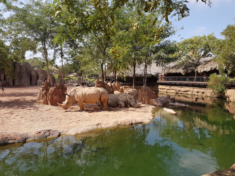 Una manada de elefantes de pie junto a un cuerpo de agua