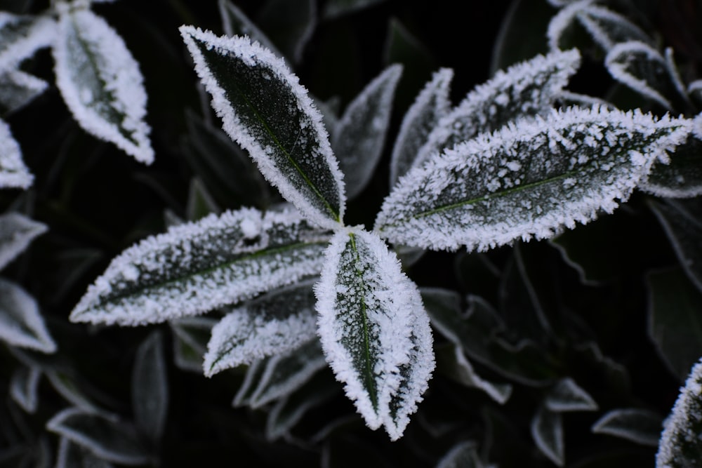a close up of a leaf covered in snow