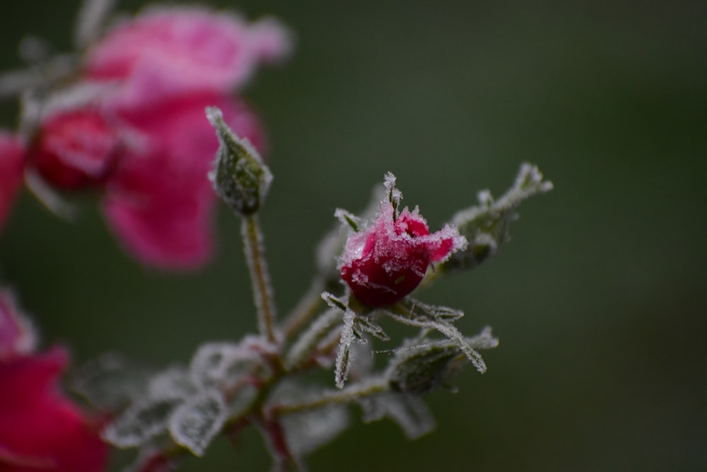 a close up of a flower with frost on it