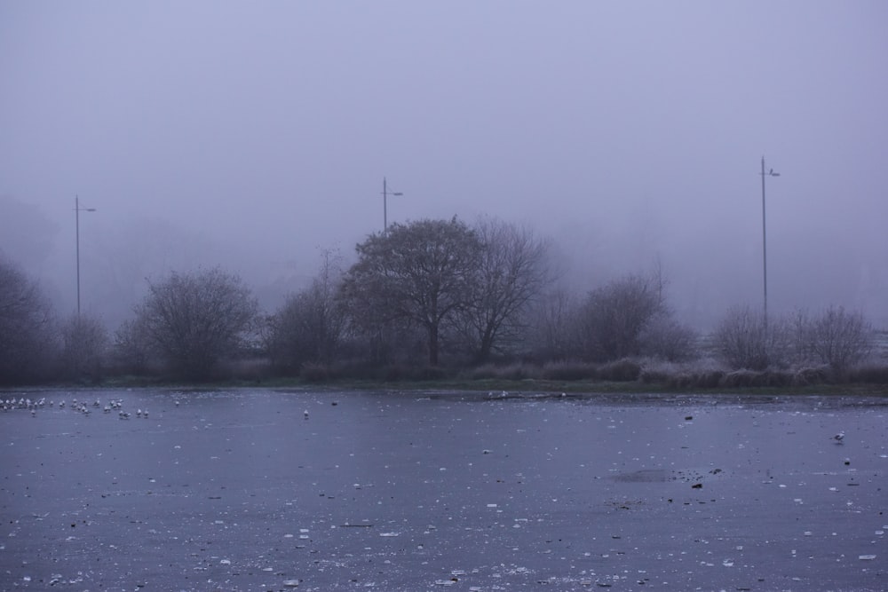 a body of water with trees in the background