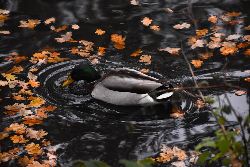 a duck floating on top of a body of water surrounded by leaves