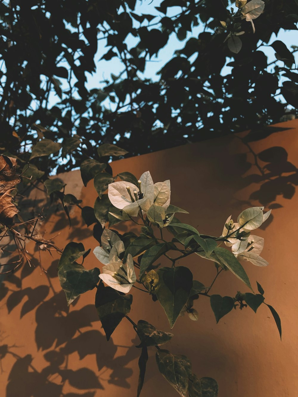 a plant with white flowers and green leaves