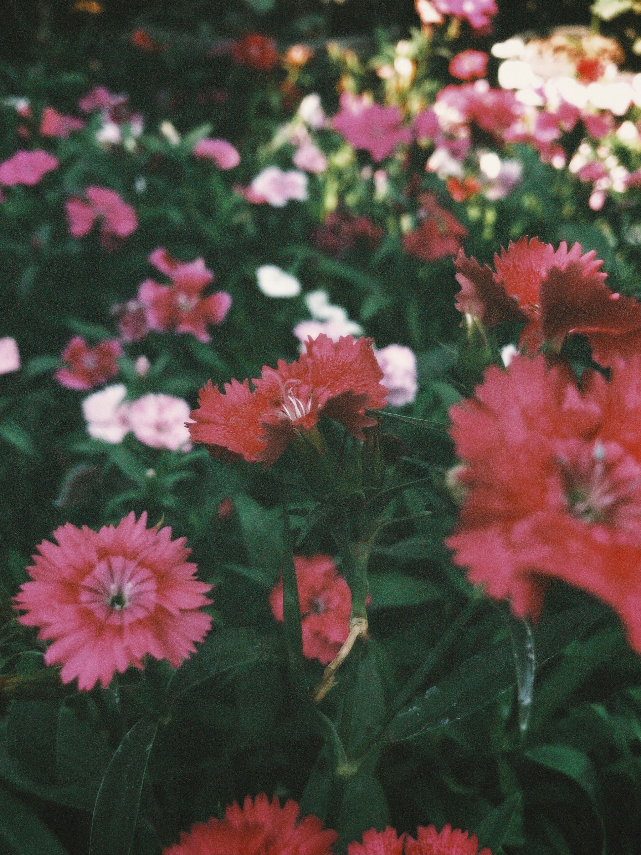 Photo by aryasphotodiary