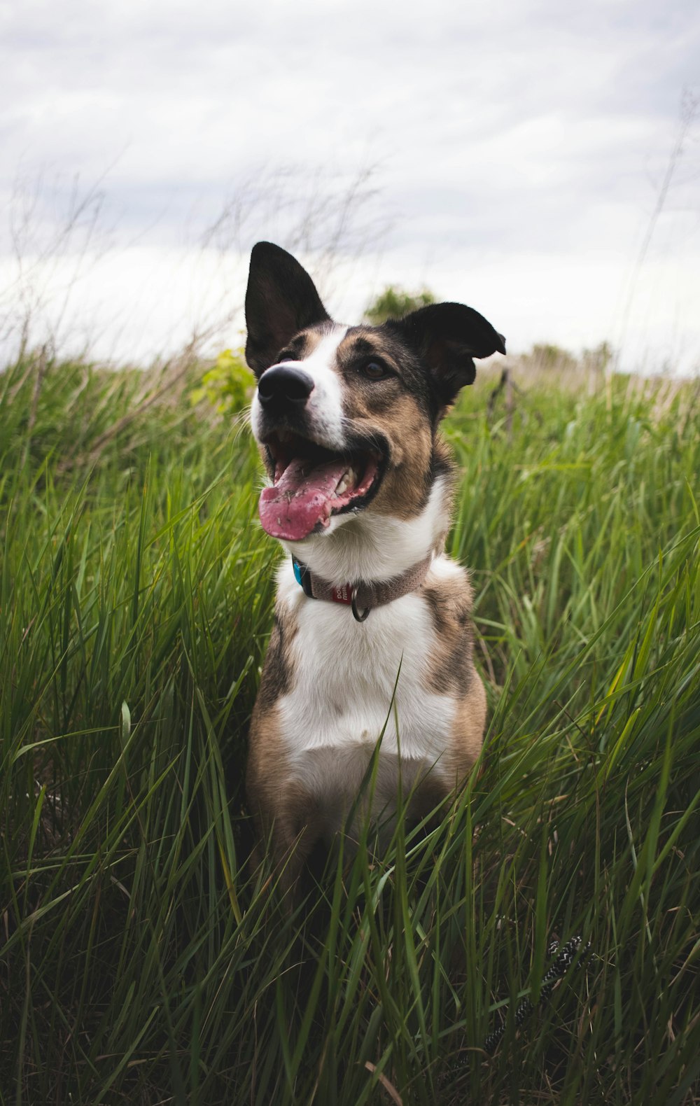 a brown and white dog sitting in tall grass