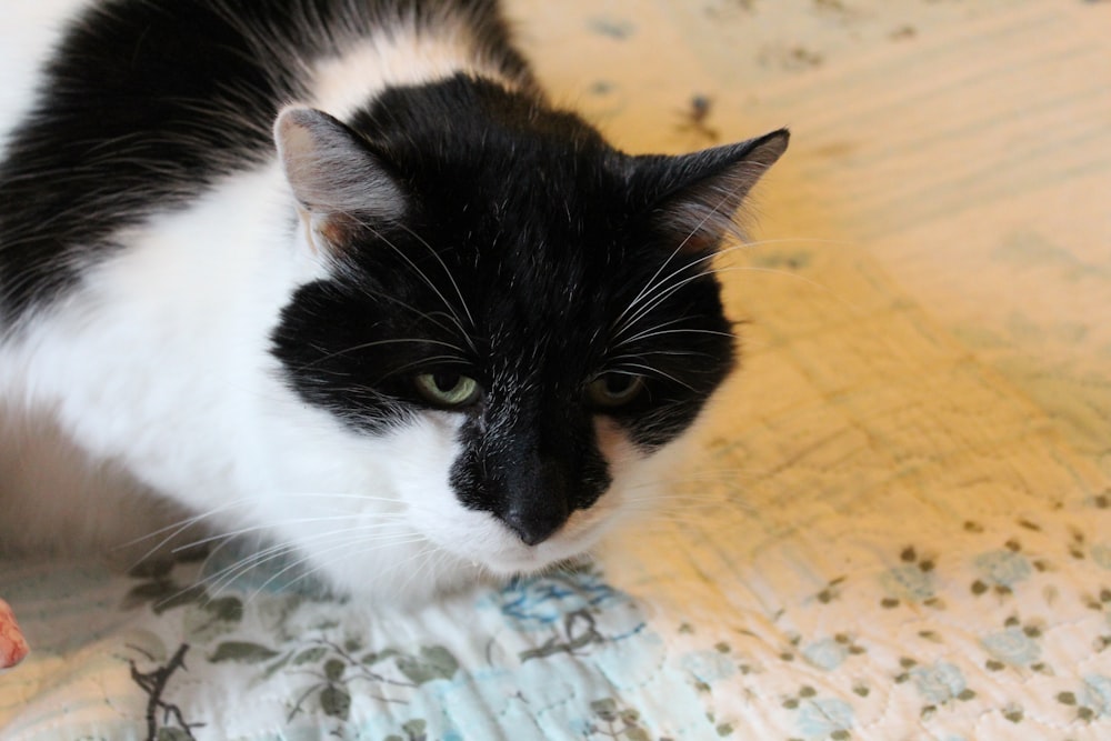 a black and white cat sitting on a bed