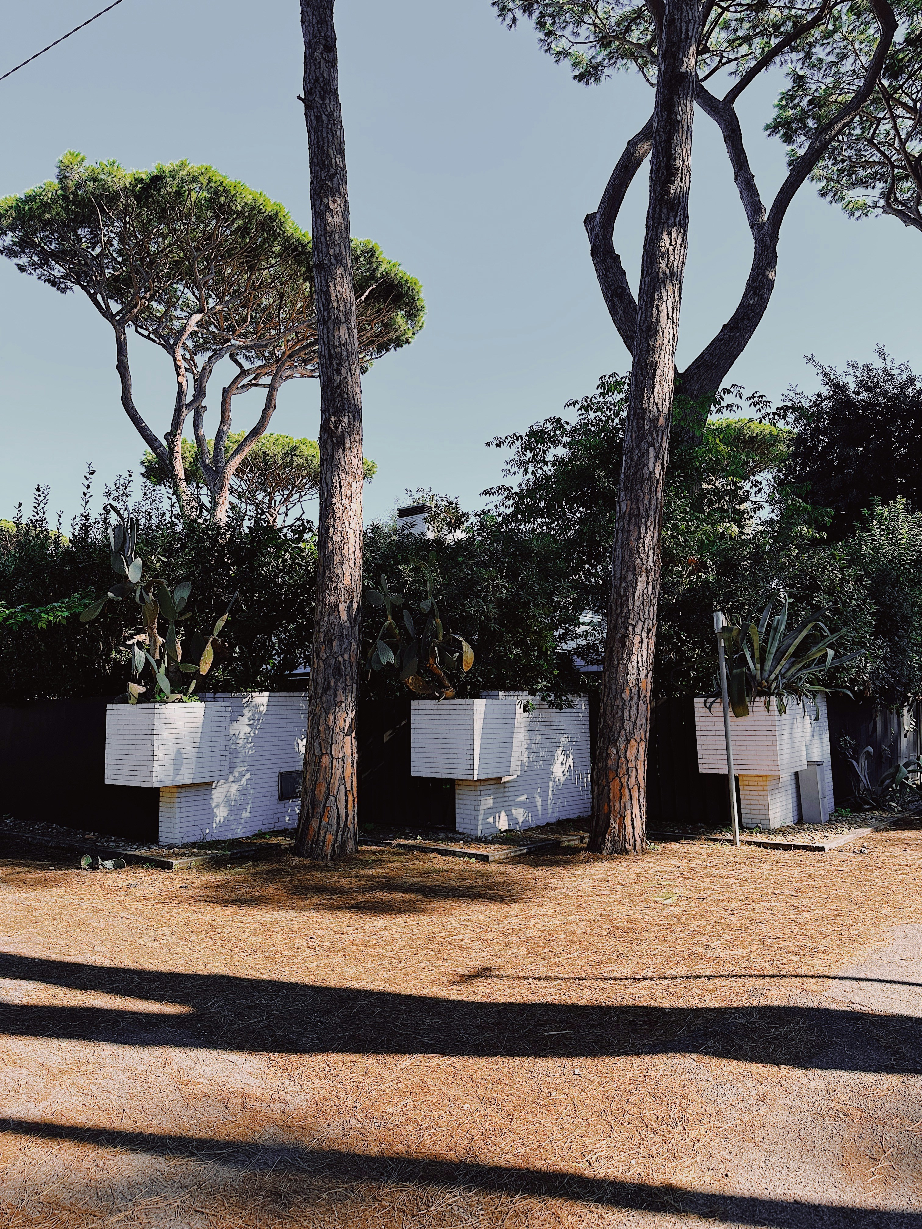 a group of trees that are next to each other