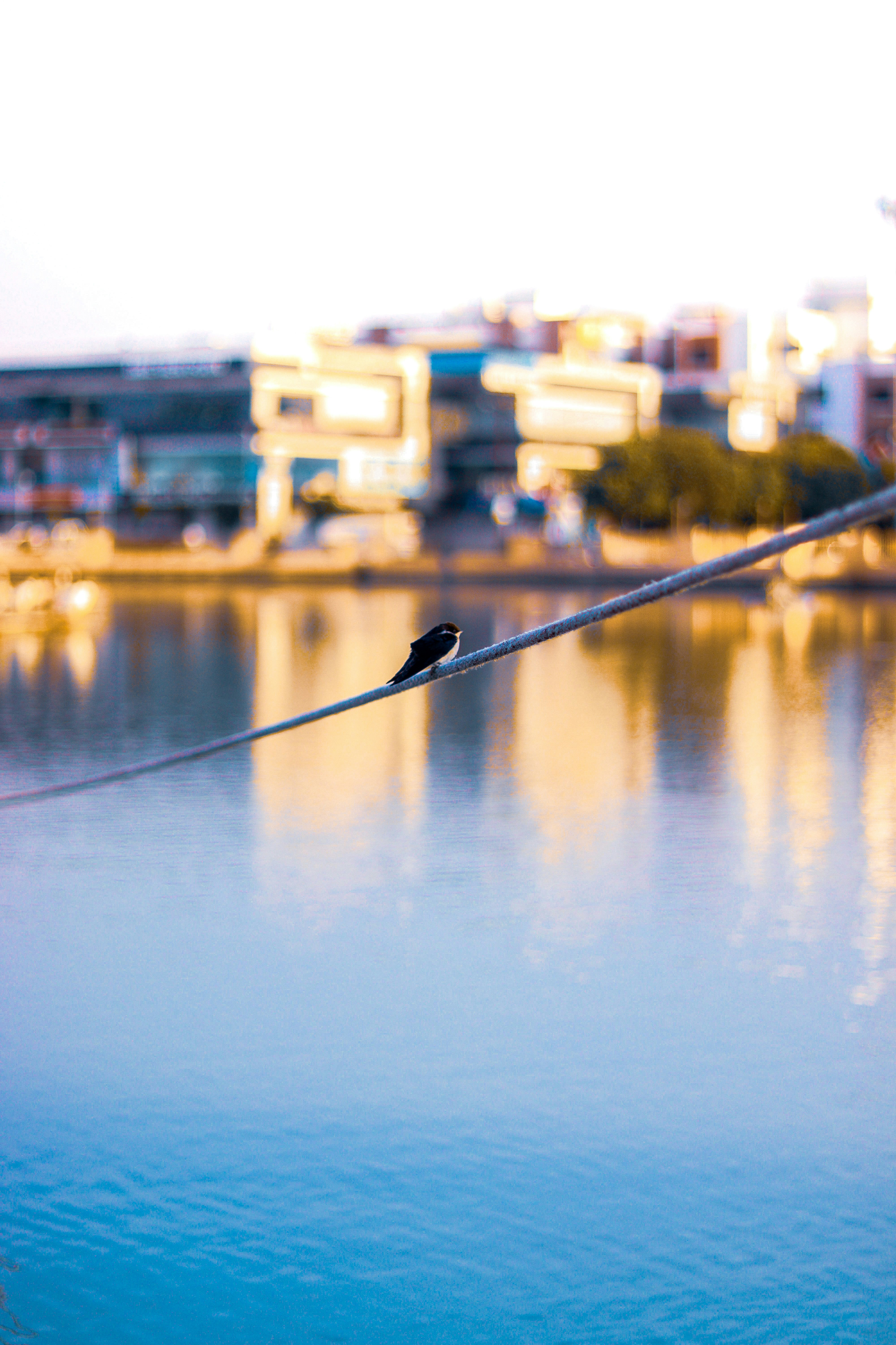 Un pájaro sentado en un cable sobre un cuerpo de agua