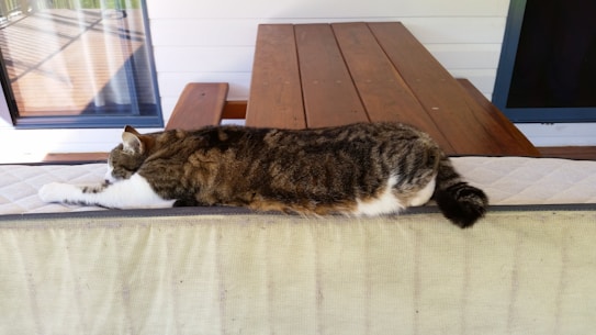 A cat is stretched out and lying comfortably on a cushioned surface of a bench or outdoor furniture. The setting is outdoors on a patio with wooden picnic table furniture and a sliding glass door partially visible.