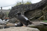 A dark bird with white markings sitting on a rock, surrounded by a rocky habitat with some greenery on top of a rock formation. The setting appears to be an outdoor area, possibly a zoo or a wildlife sanctuary.