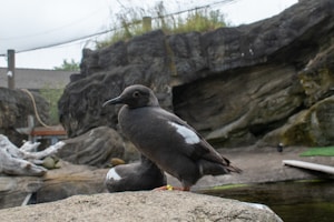 A dark bird with white markings sitting on a rock, surrounded by a rocky habitat with some greenery on top of a rock formation. The setting appears to be an outdoor area, possibly a zoo or a wildlife sanctuary.