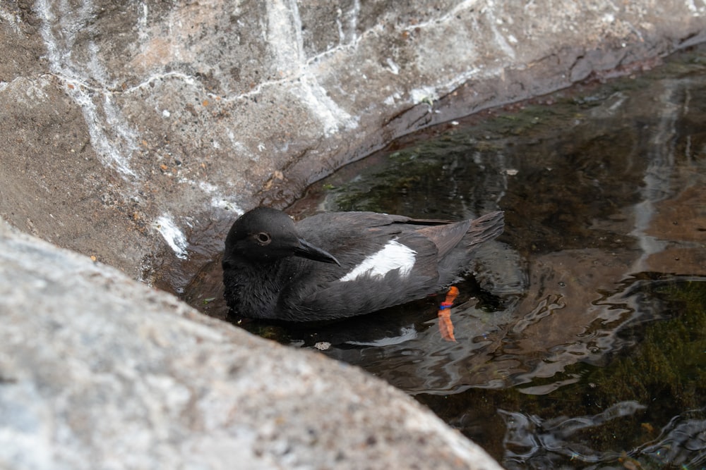 a black and white bird is sitting in the water
