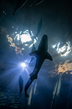Several fish, including what appears to be a shark, are swimming underwater. Light is filtering down from above the water's surface, creating an ethereal and somewhat dramatic lighting effect.