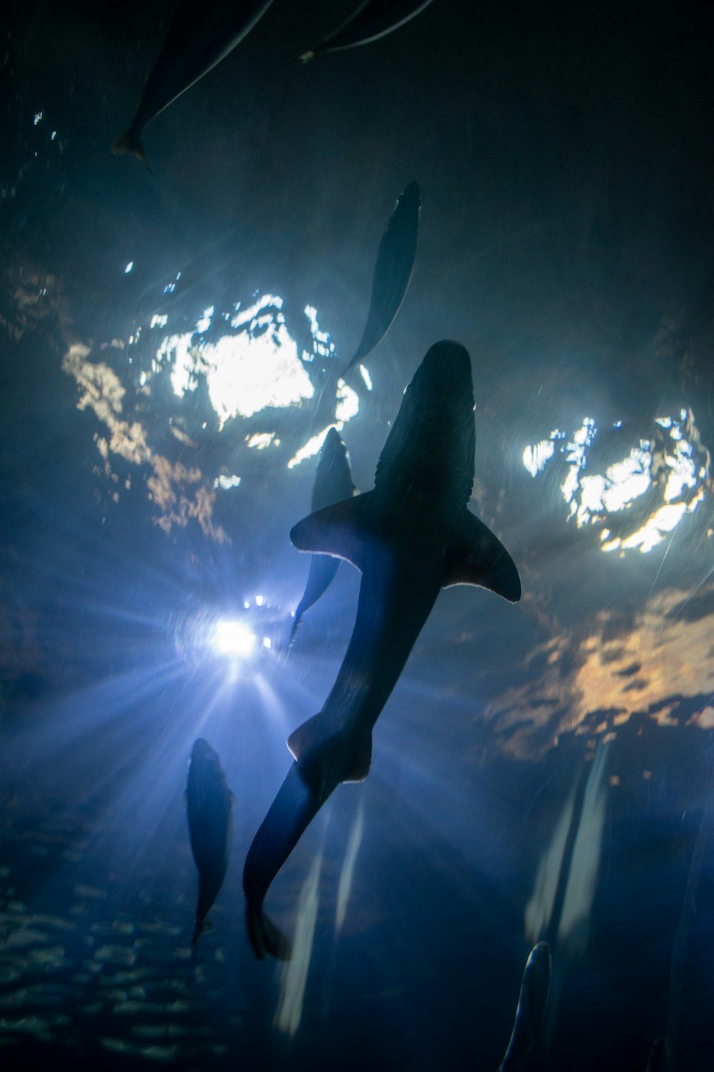 a group of sharks swimming under a cloudy sky