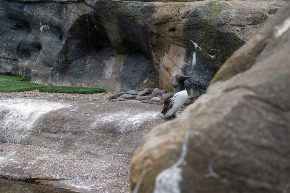 a bird sitting on top of a rock next to a waterfall