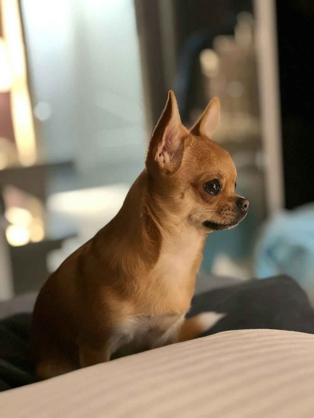 a small brown dog sitting on top of a bed
