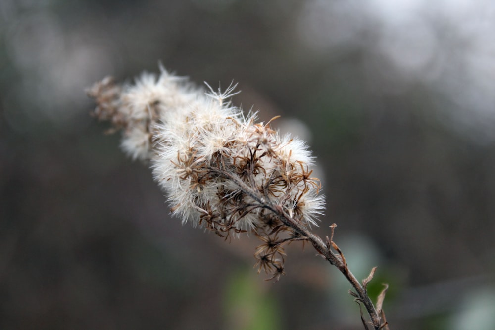 a close up of a plant with a blurry background