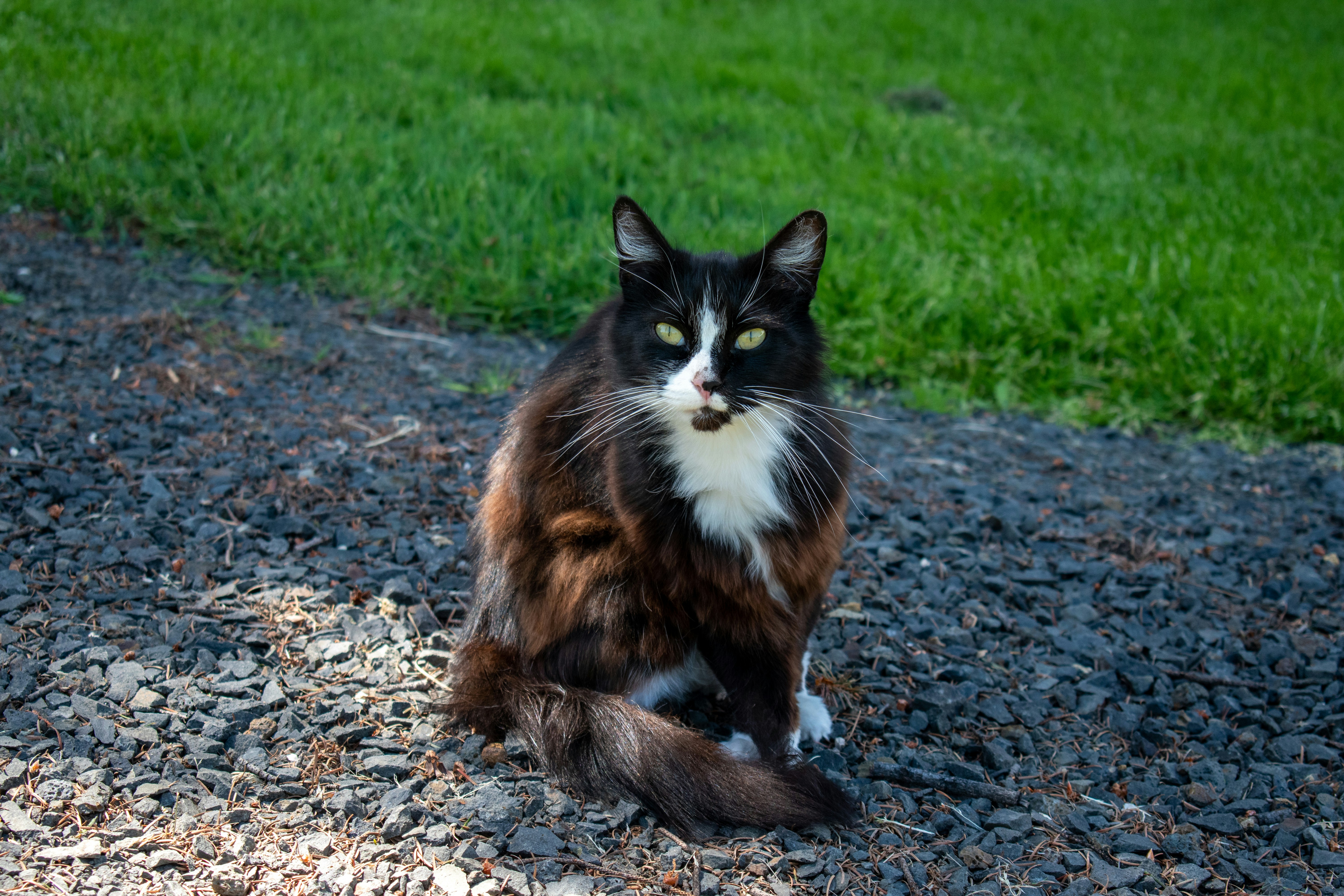 a black and white cat sitting on top of gravel