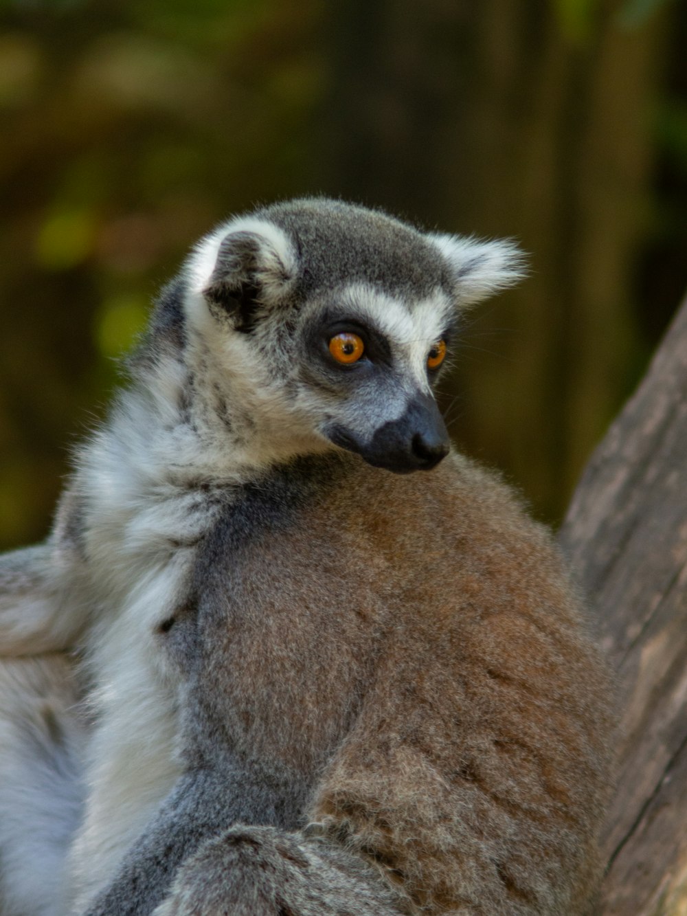 a close up of a small animal on a tree