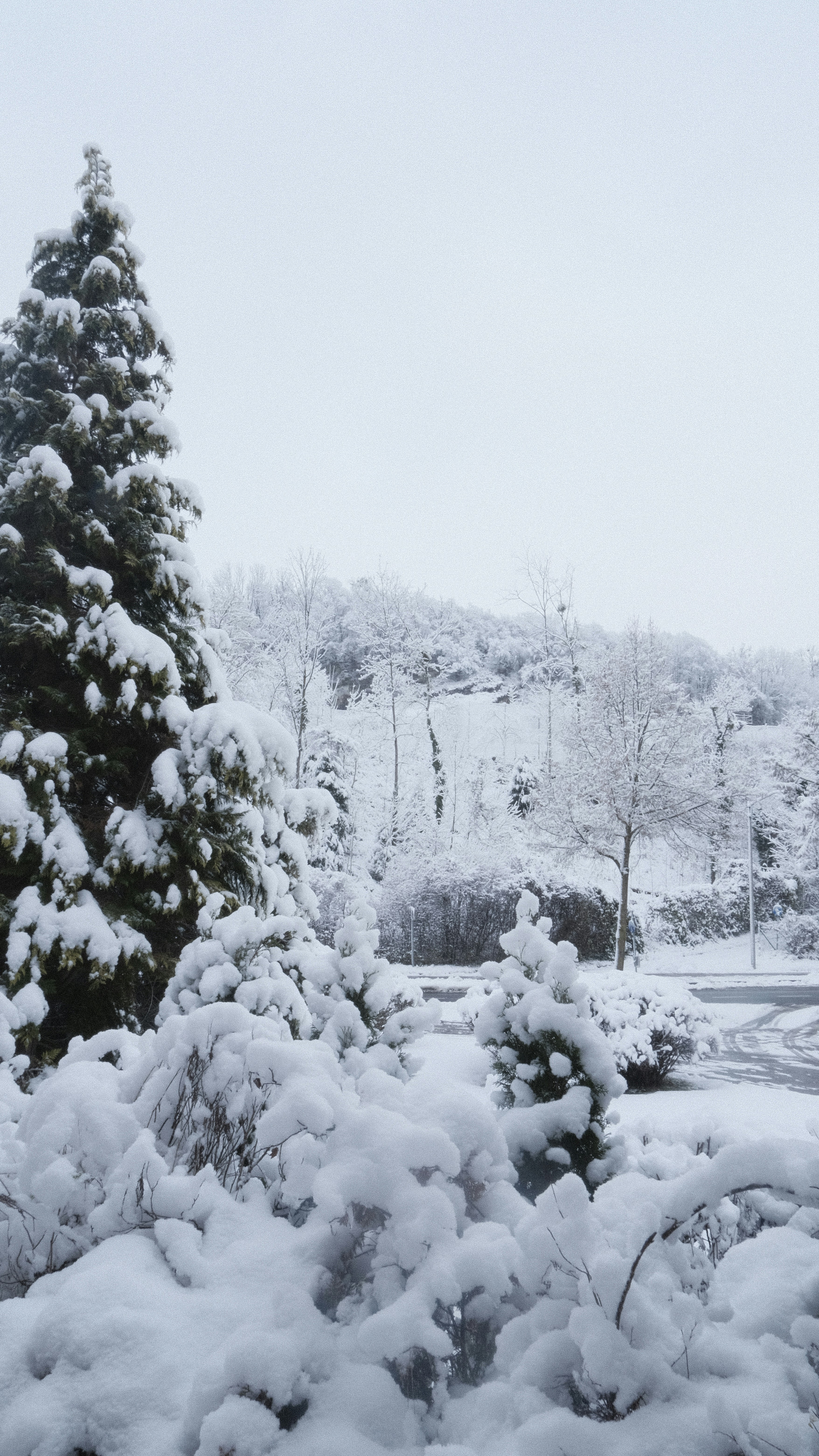 Photo by kmondschein