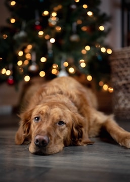 A golden retriever is lying on the floor with its head resting, looking somewhat sad. In the blurry background, there's a decorated Christmas tree with glowing lights and ornaments. A woven basket is located to the right of the dog.