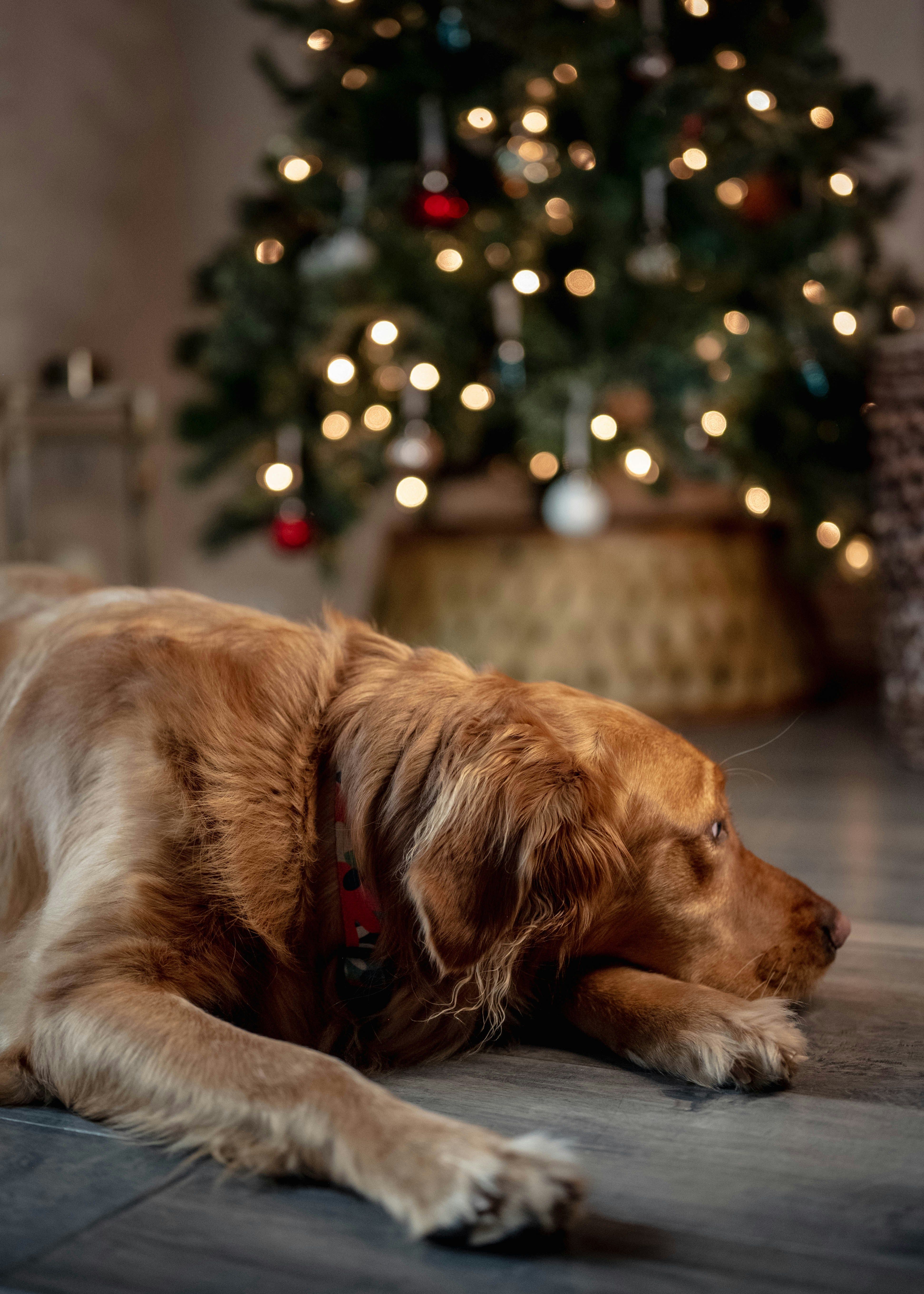 A dog laying on the floor in front of a christmas tree photo – Free  Christmas Image on Unsplash, image size:3000x4200