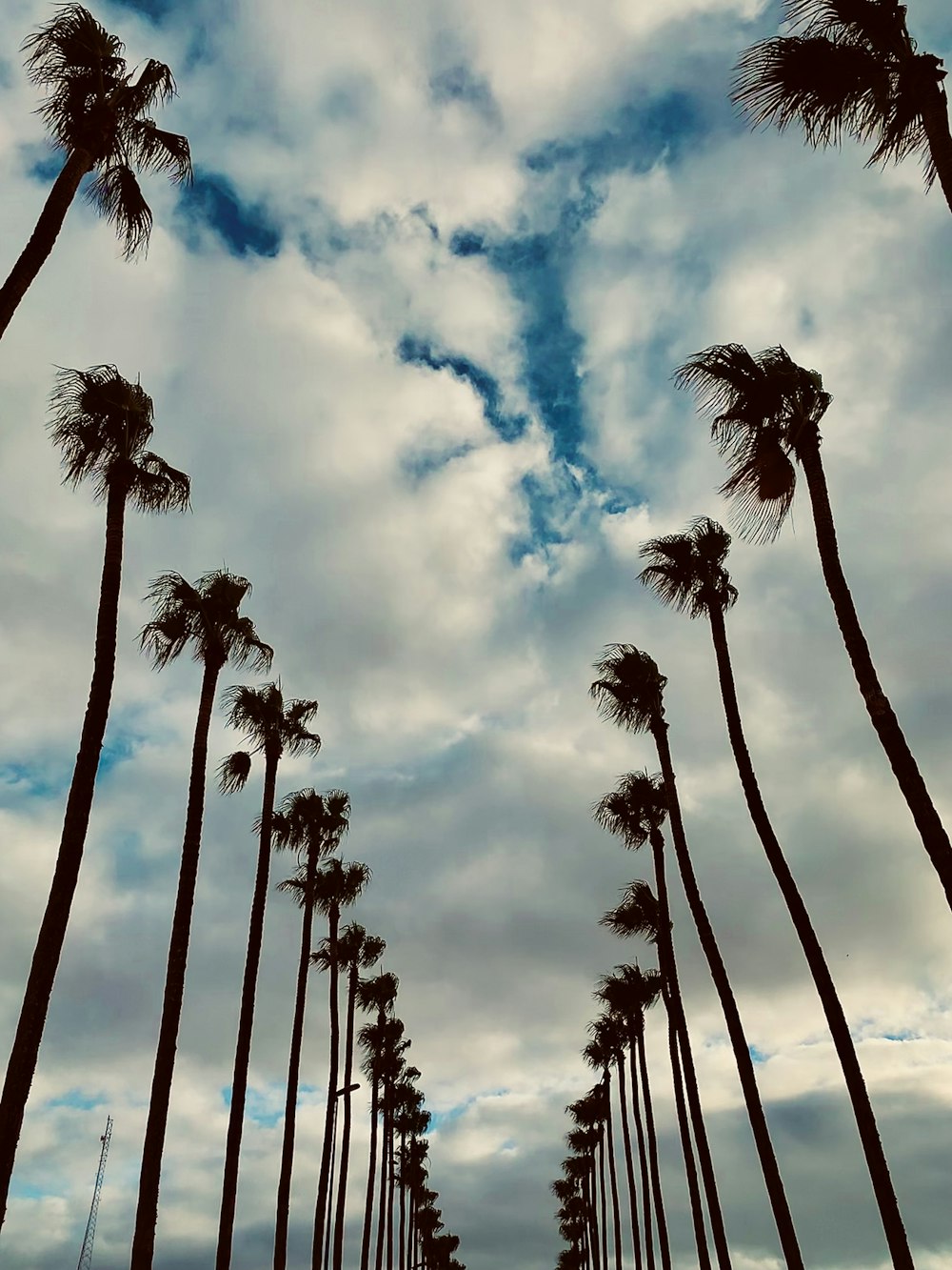 a group of tall palm trees under a cloudy sky