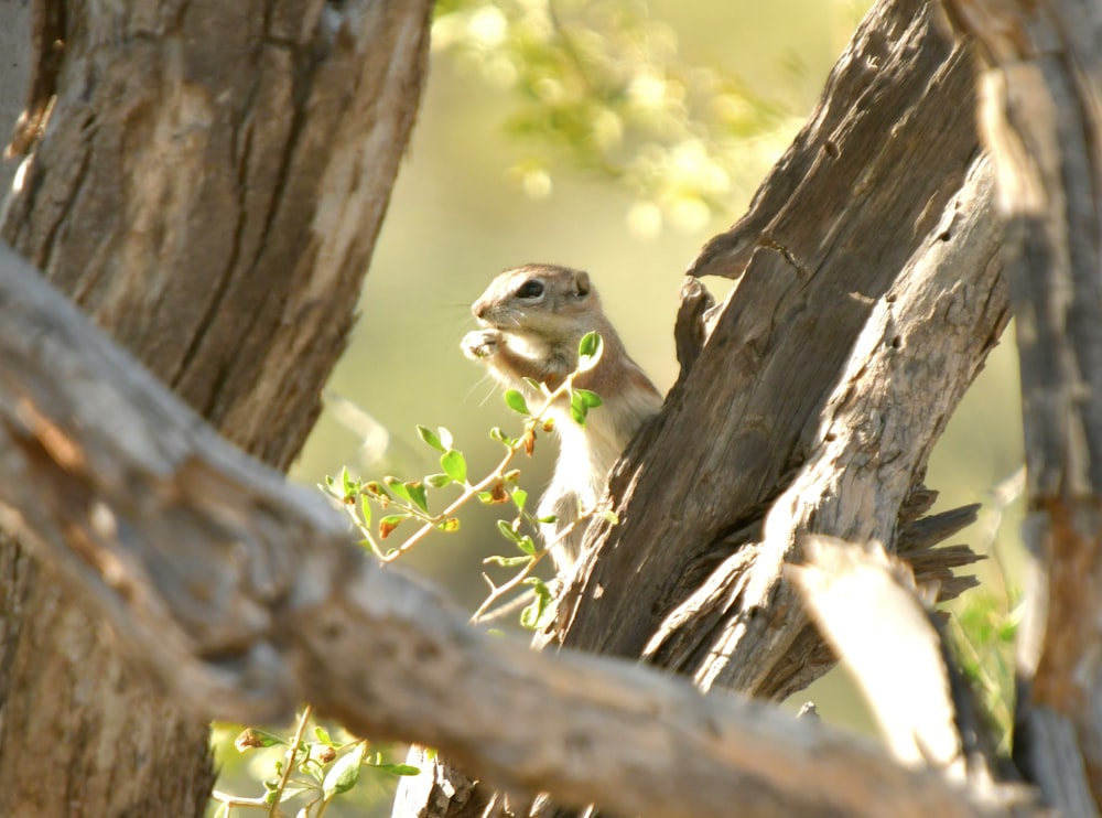 a small bird perched on top of a tree branch