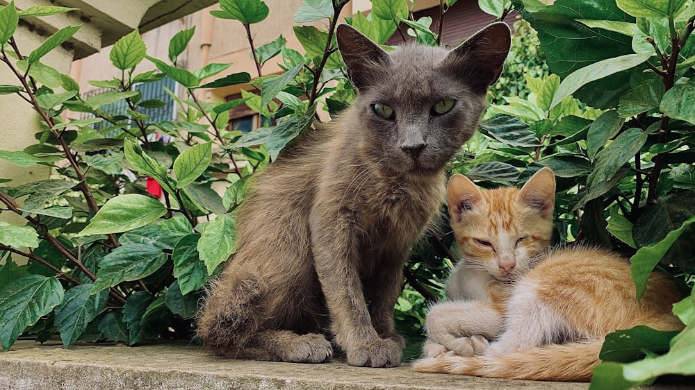 a couple of cats sitting next to each other