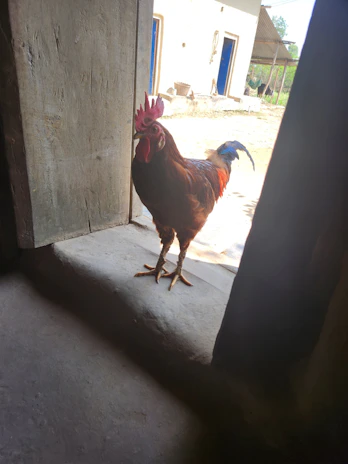 A handler gently opening a pen at dawn to check on young gamefowl.