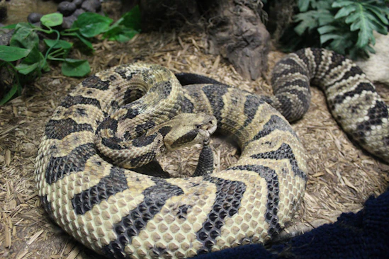 a large florida rattle snake is curled up on the ground