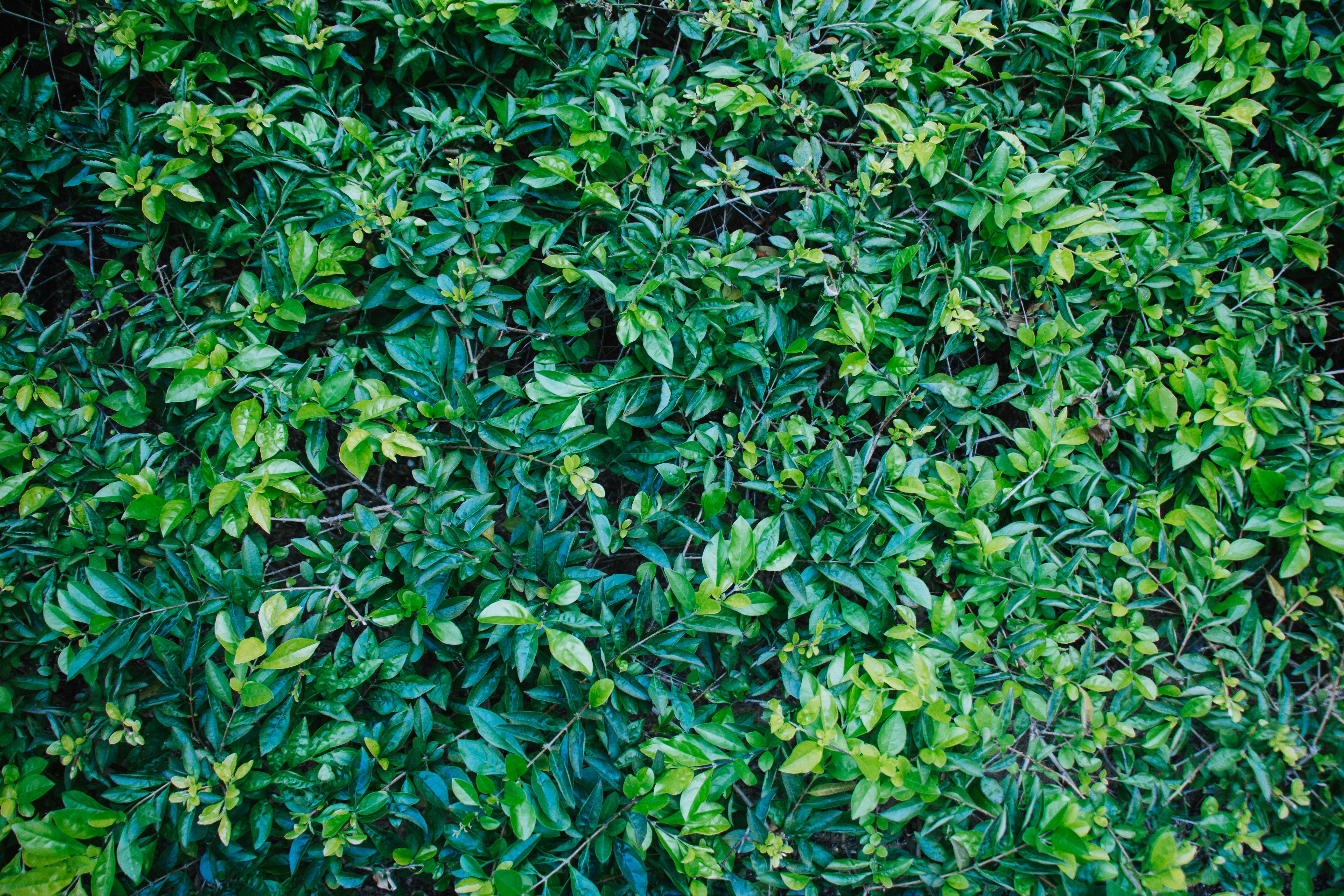 Photo by shreyaantech