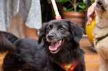 A black dog with a happy expression wearing a colorful bandana is the focal point. Its tongue is out, and it seems to be on a leash. Another dog is partially visible, and there are humans around, possibly walking the dogs. The setting appears to be outdoors with plants and a wooden deck.